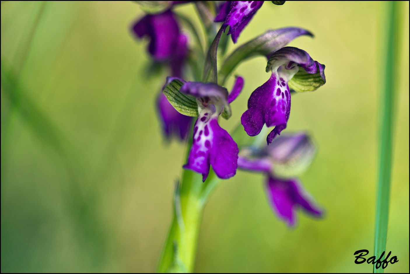 Anacamptis morio